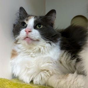 Lucy and Max are adorable and absolutely precious They are a bonded pair of 8-year-olds with lots 