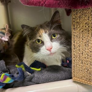 Lucy Domestic Long Hair Cat