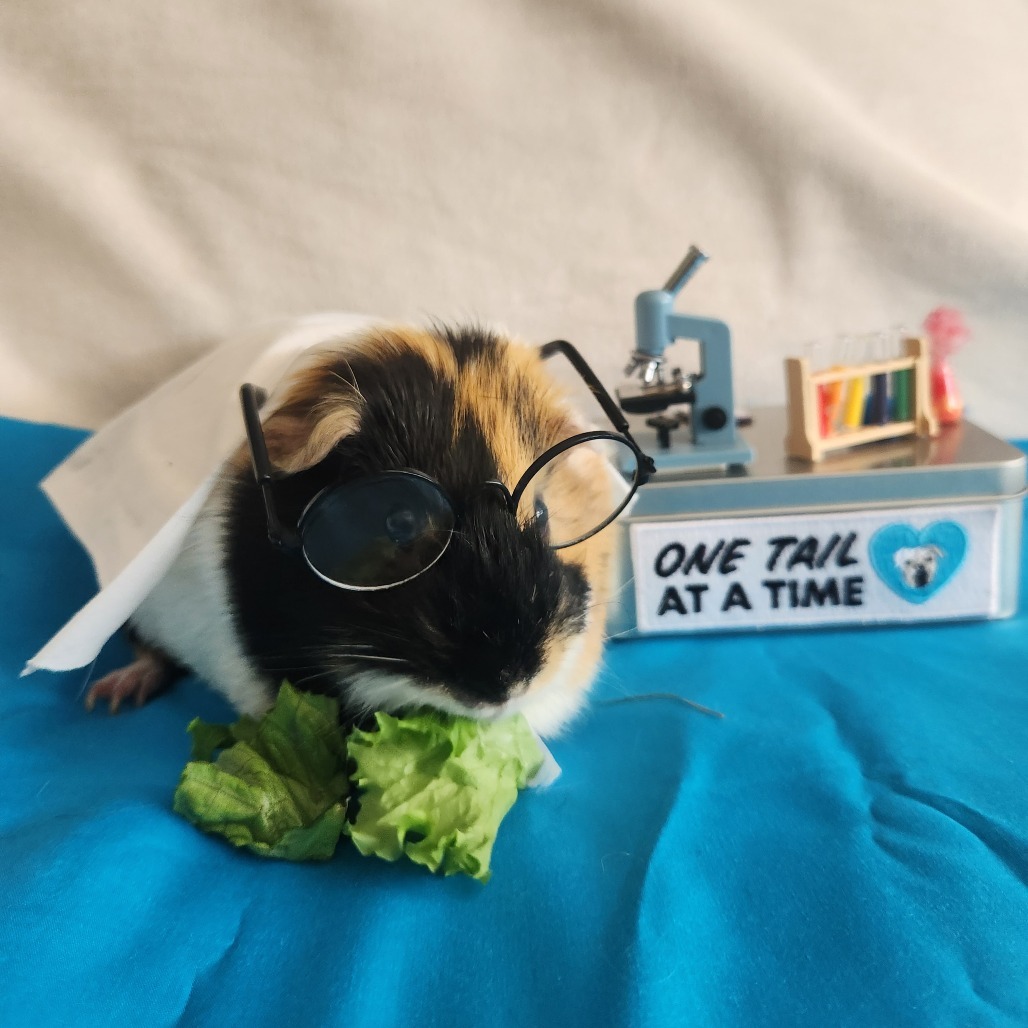 Bunsen