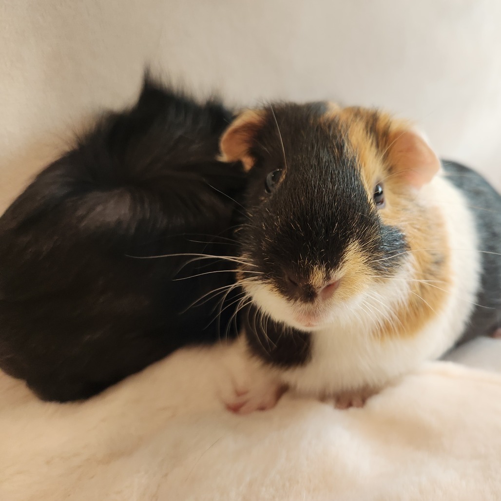 Bunsen