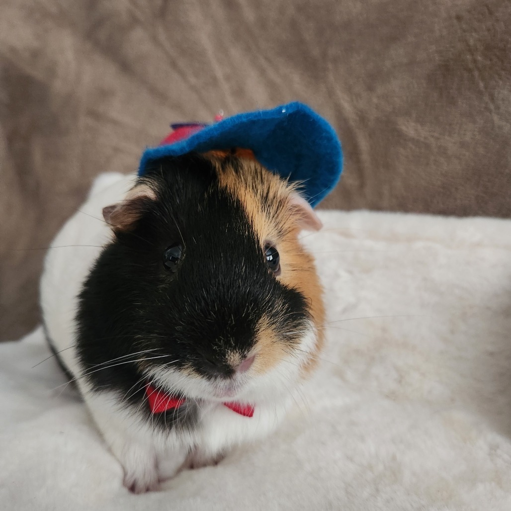 Bunsen