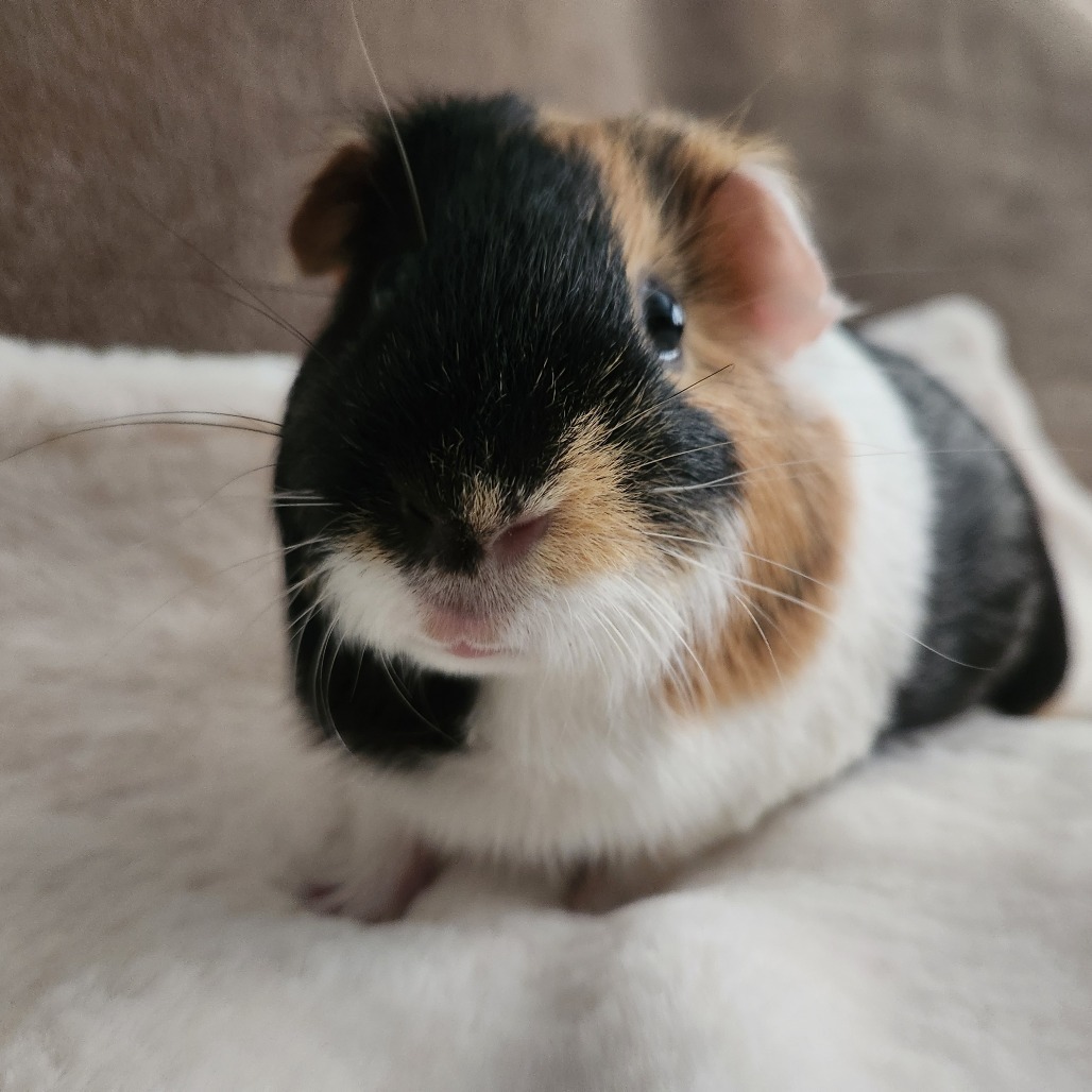 Bunsen