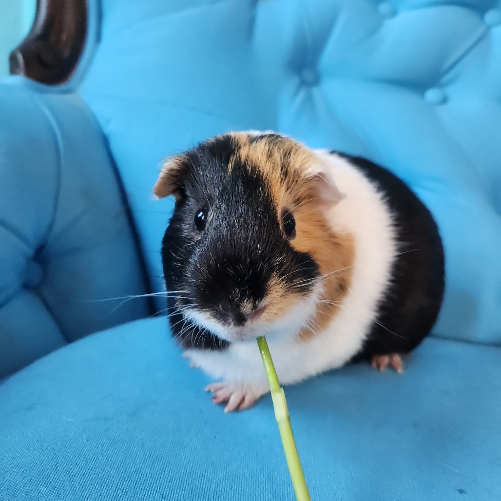 Bunsen