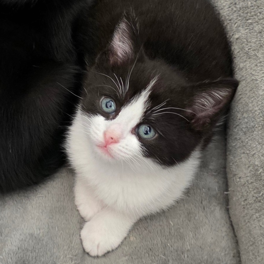Rowan, an adoptable Domestic Short Hair in Mount Shasta, CA, 96067 | Photo Image 1