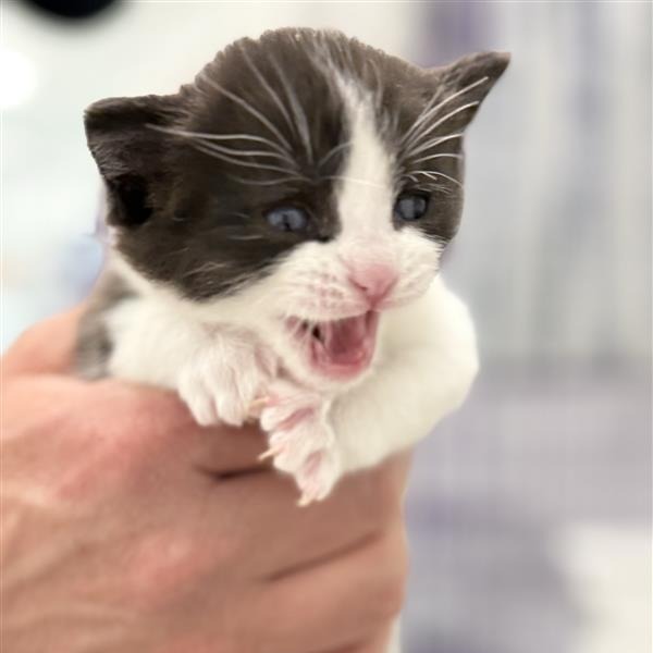 Rowan, an adoptable Domestic Short Hair in Mount Shasta, CA, 96067 | Photo Image 2