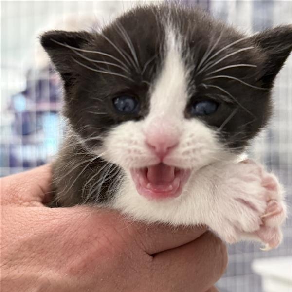 Rowan, an adoptable Domestic Short Hair in Mount Shasta, CA, 96067 | Photo Image 3