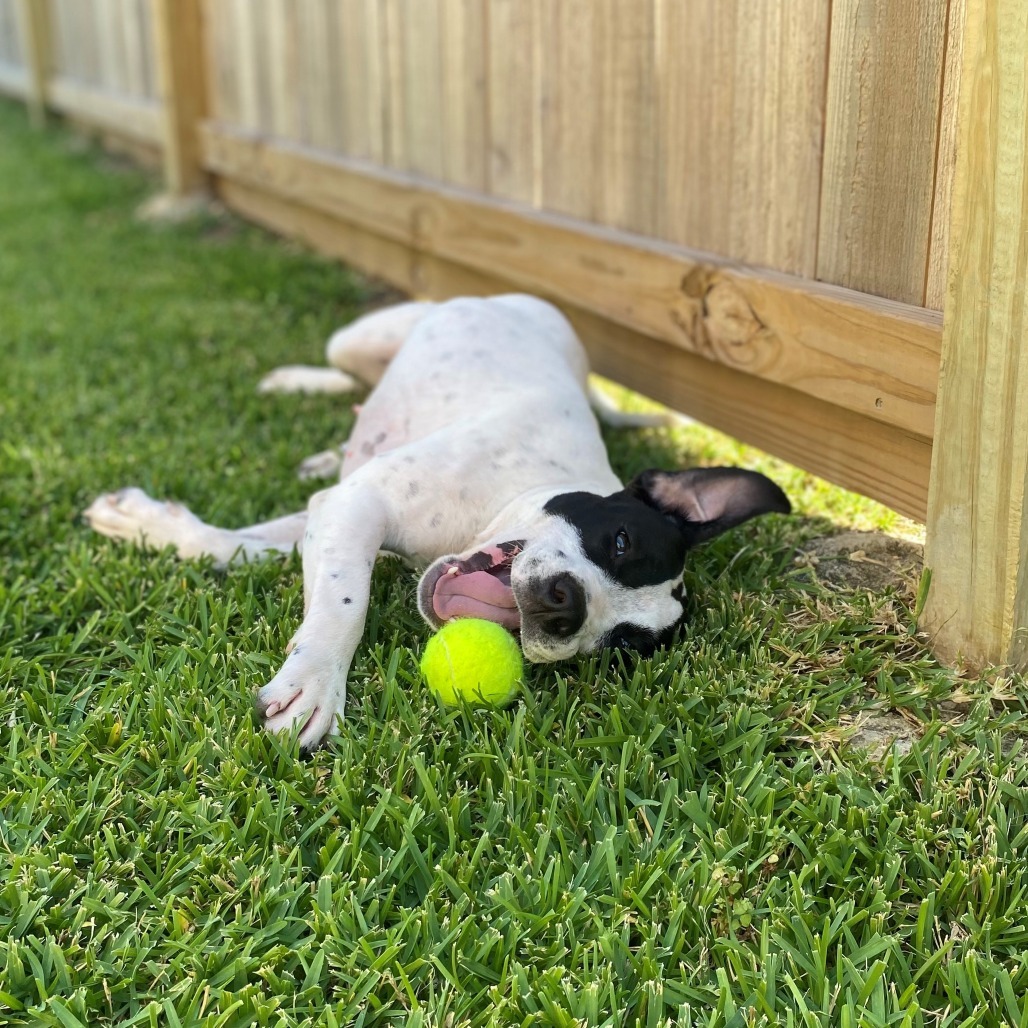 BettyBoo