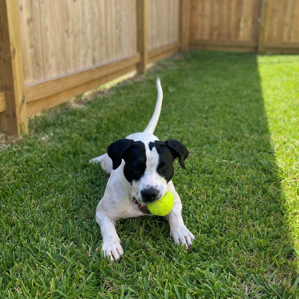 BettyBoo