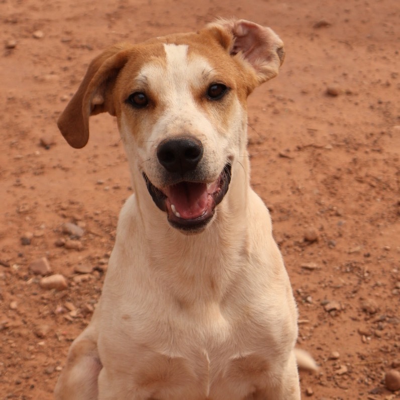 Boba Fett, an adoptable Mixed Breed in Moab, UT, 84532 | Photo Image 1