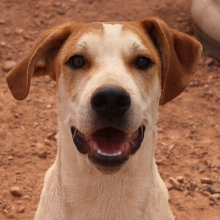 Boba Fett, an adoptable Mixed Breed in Moab, UT, 84532 | Photo Image 2