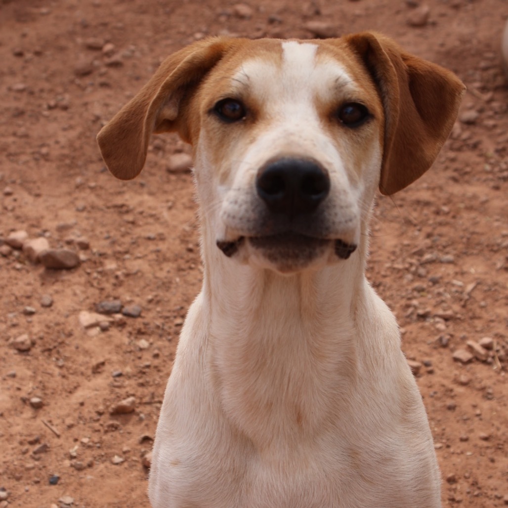 Boba Fett, an adoptable Mixed Breed in Moab, UT, 84532 | Photo Image 4