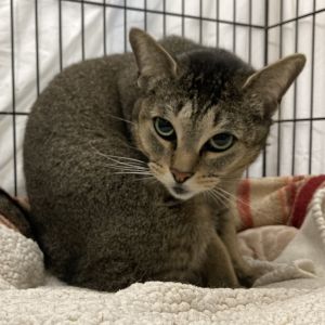 Abby is very sweet and loving girl who will give and receive attention and sleep on top of you onc