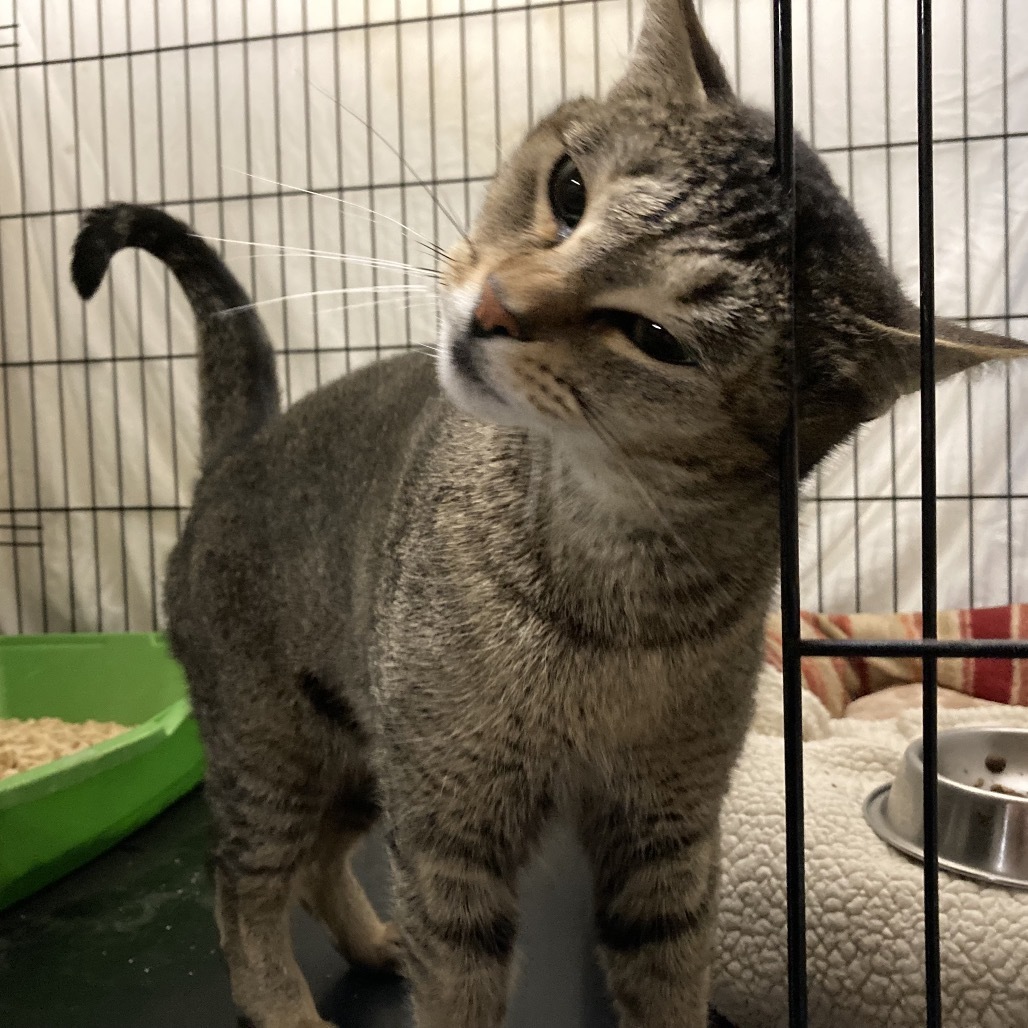 Abby, an adoptable Abyssinian, Domestic Short Hair in Los Angeles, CA, 90016 | Photo Image 2
