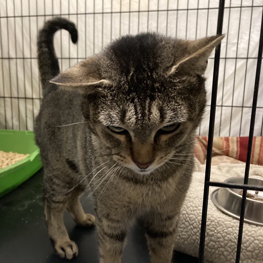 Abby, an adoptable Abyssinian, Domestic Short Hair in Los Angeles, CA, 90016 | Photo Image 3
