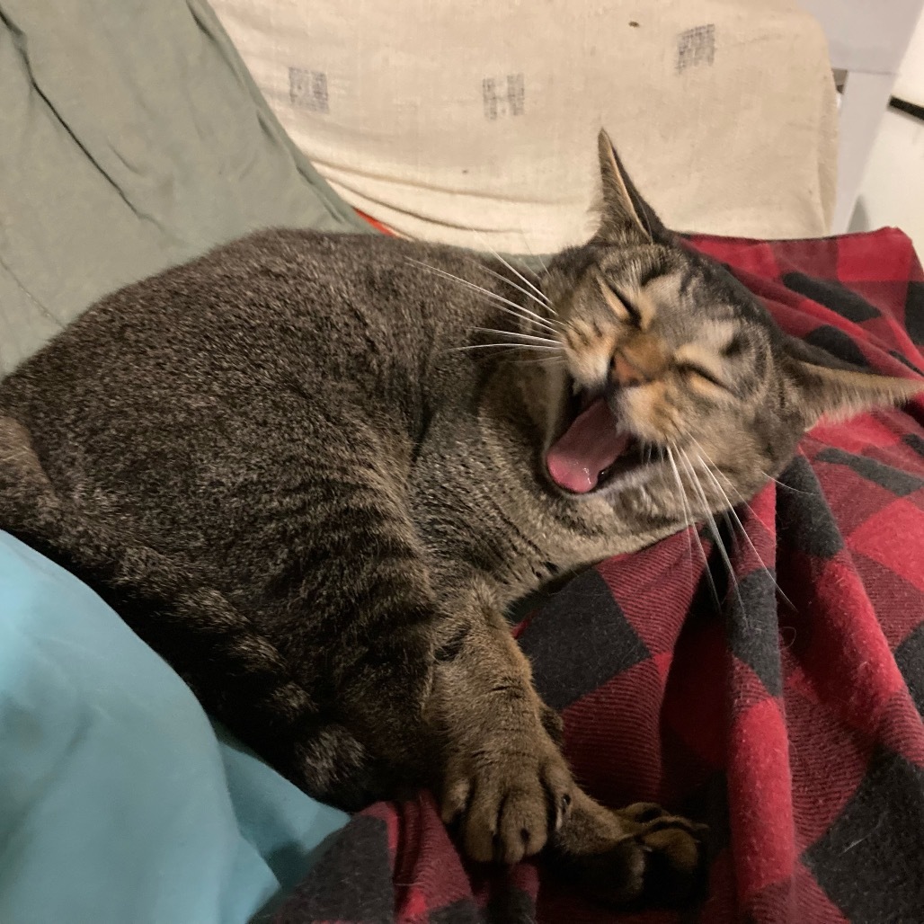 Abby, an adoptable Abyssinian, Domestic Short Hair in Los Angeles, CA, 90016 | Photo Image 4