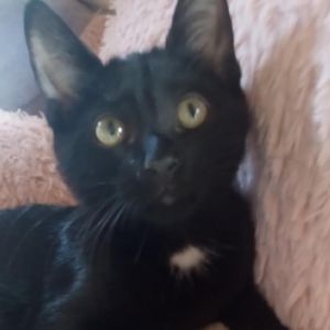 Starky, Baby Male Domestic Short Hair