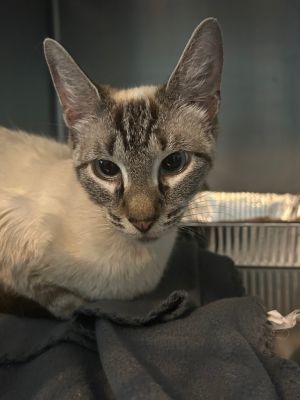 I am very cute and sweet Please give me a forever homeAll adopters must be  21 years old live
