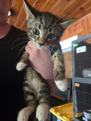 I am very cute and sweet Please give me a forever homeAll adopters must be  21 years old live