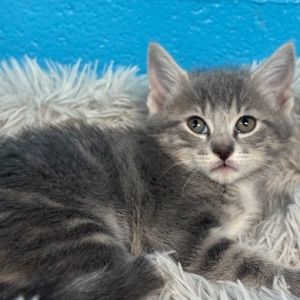 Peony, Baby Female Domestic Short Hair