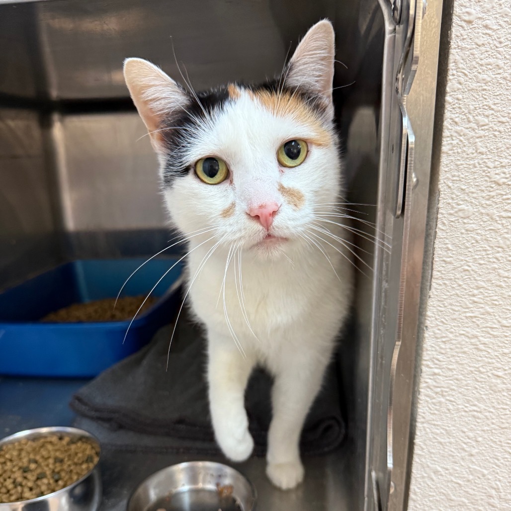 Bee, an adoptable Domestic Short Hair in Park City, UT, 84098 | Photo Image 1