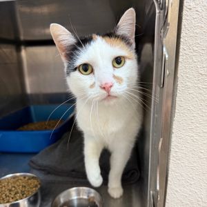Bee, Adult Female Domestic Short Hair