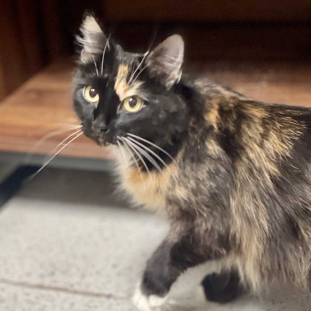 Potion, an adoptable Domestic Medium Hair in Park City, UT, 84098 | Photo Image 1