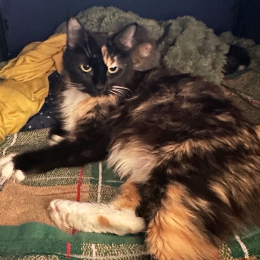 Potion, an adoptable Domestic Medium Hair in Park City, UT, 84098 | Photo Image 2