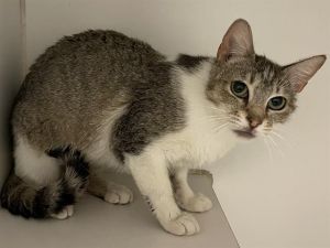 SUZIE, Young Female Domestic Short Hair