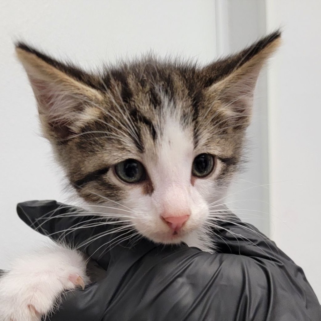 Rohan, an adoptable Domestic Short Hair in Abilene, TX, 79602 | Photo Image 1