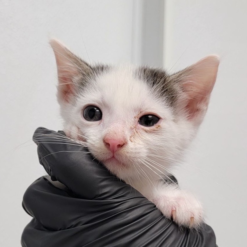 Gondor, an adoptable Domestic Short Hair in Abilene, TX, 79602 | Photo Image 1