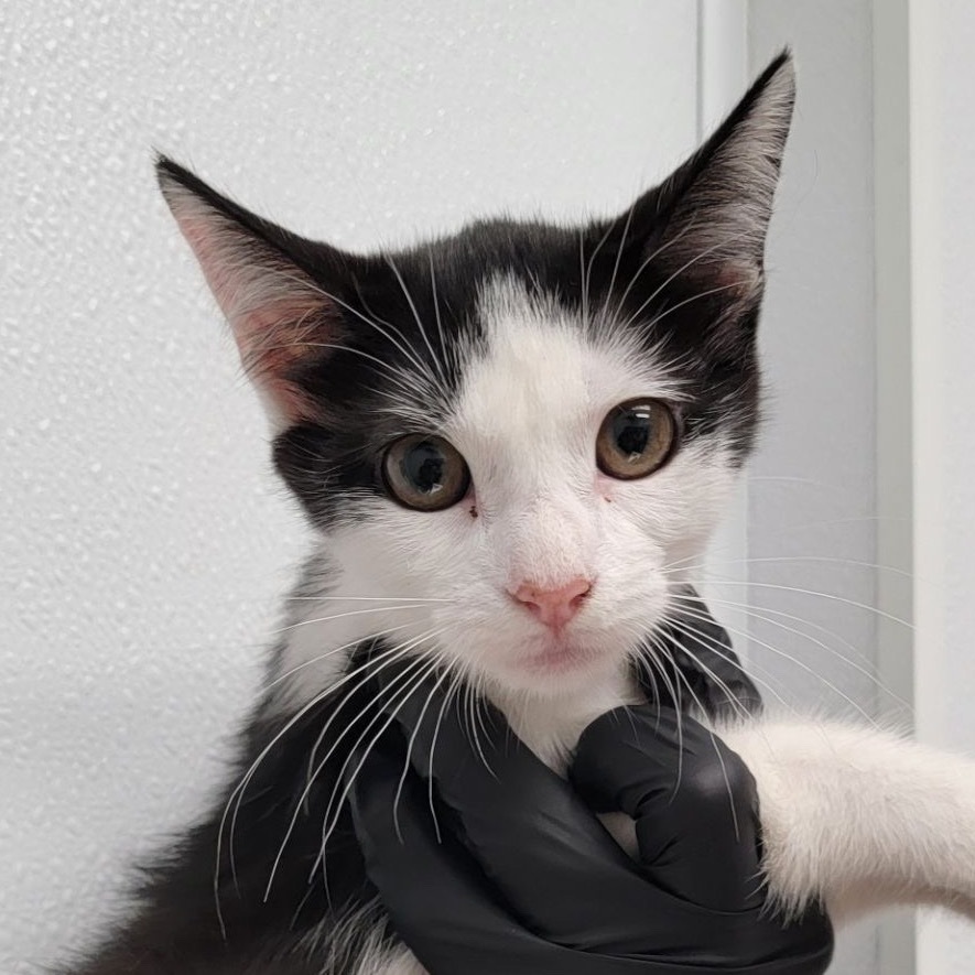 Bree, an adoptable Domestic Short Hair in Abilene, TX, 79602 | Photo Image 1