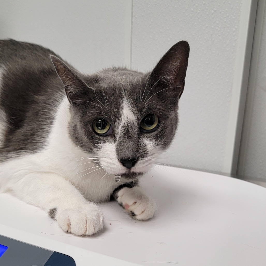 Millie, an adoptable Domestic Short Hair in Abilene, TX, 79602 | Photo Image 1