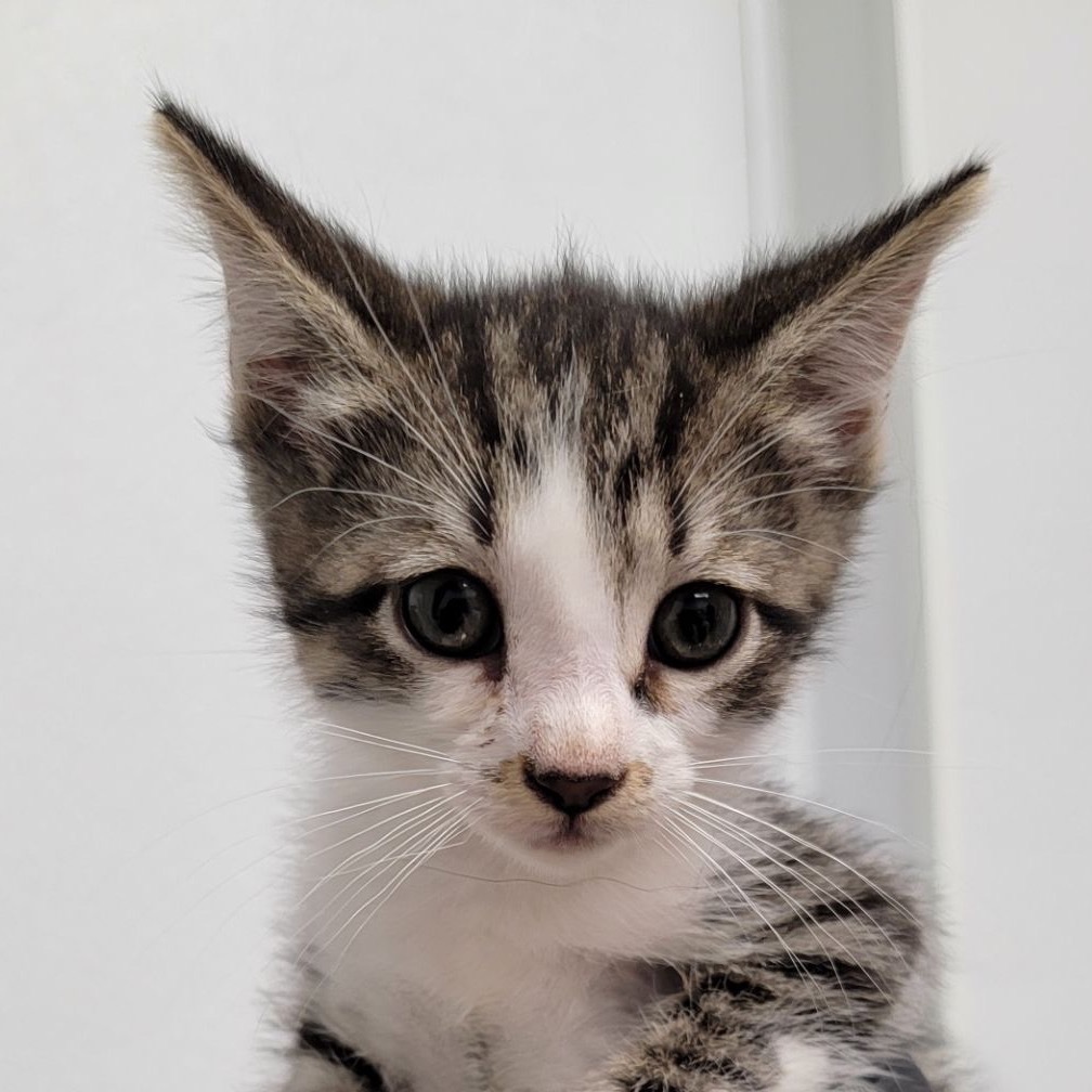 Minas Tirith, an adoptable Domestic Short Hair in Abilene, TX, 79602 | Photo Image 1