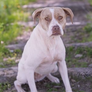 Dexie, Adult Female unknown