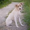Dexie photo 3