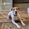 Dexie photo 5