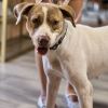 Dexie photo 6