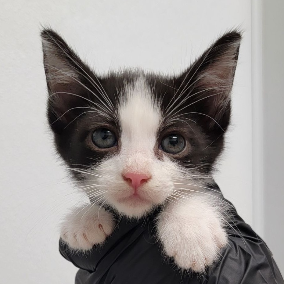 Grey Havens, an adoptable Domestic Short Hair in Abilene, TX, 79602 | Photo Image 1