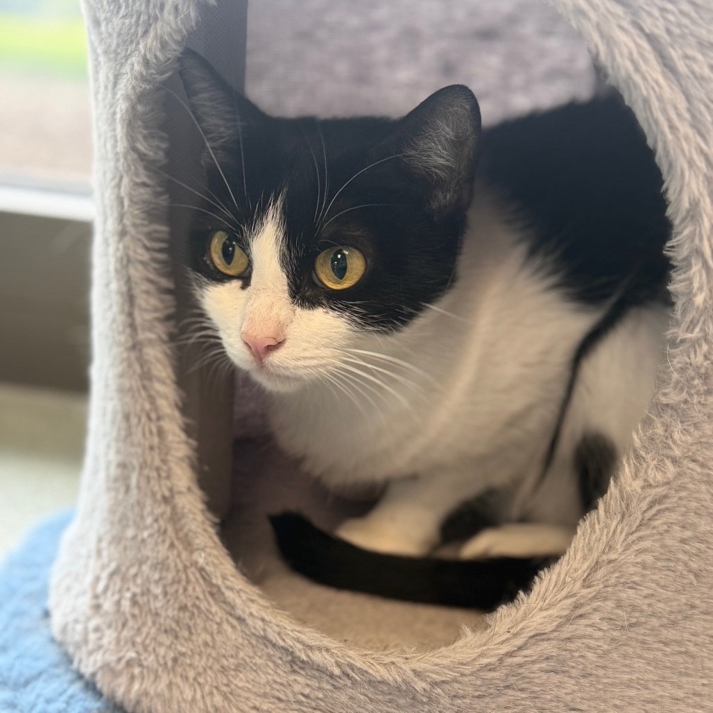 Matilda, an adoptable Domestic Short Hair in Abilene, TX, 79602 | Photo Image 1