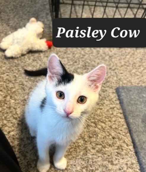 Paisley Cow 2411