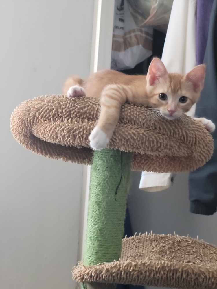 4 Paws 7079