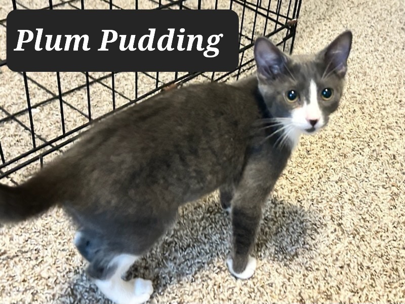 Plum Pudding