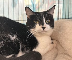 Gloriana 5894, Adult Female Domestic Short Hair