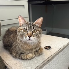 Owl, Adult Female Domestic Short Hair
