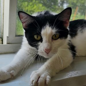 Connie, Adult Female Domestic Short Hair