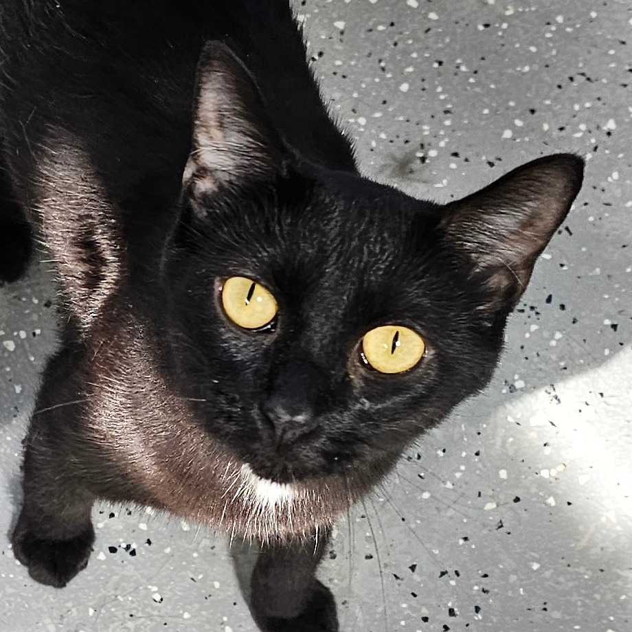 Elphaba