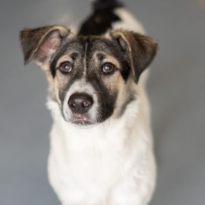 Ceasar was left on the street when his owners moved away He found refuge with a group of other stra