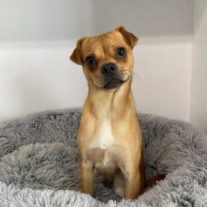 Meet Ronnie Breed Pug Mix Sex Male Neutered Age 1 year old Weight 17 lbs Vaccinations Fully 