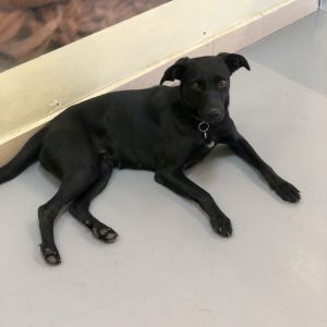 Meet Tuna Breed Labrador Mix Sex Female Spayed Age 25 years old Weight 30 lbs Vaccinations 