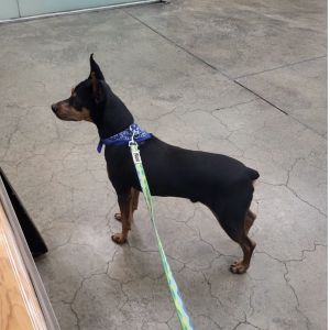 Billys story is one of resilience and quiet strength He was found on the streets of a low-income n
